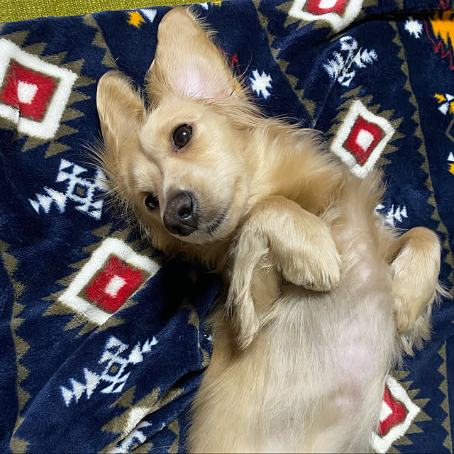 uninekoさんの実例写真
