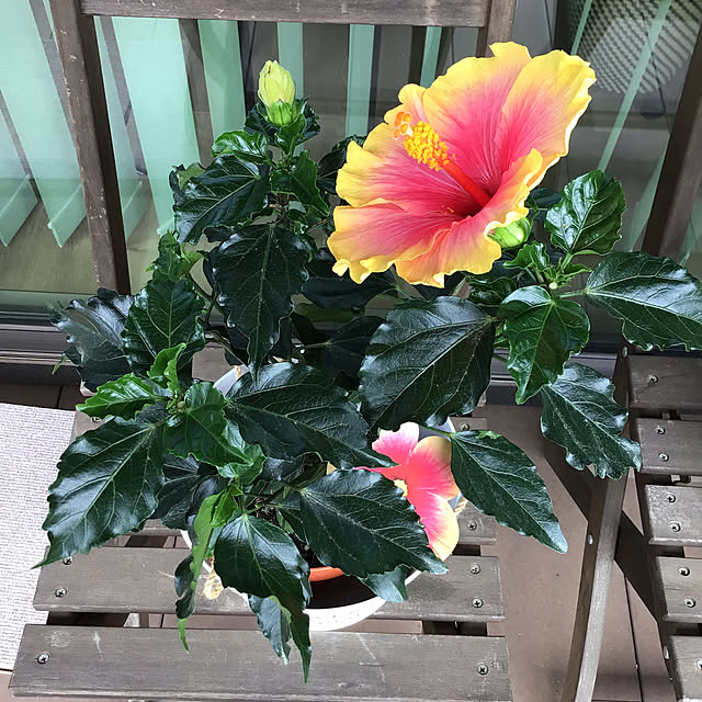 houenさんの部屋