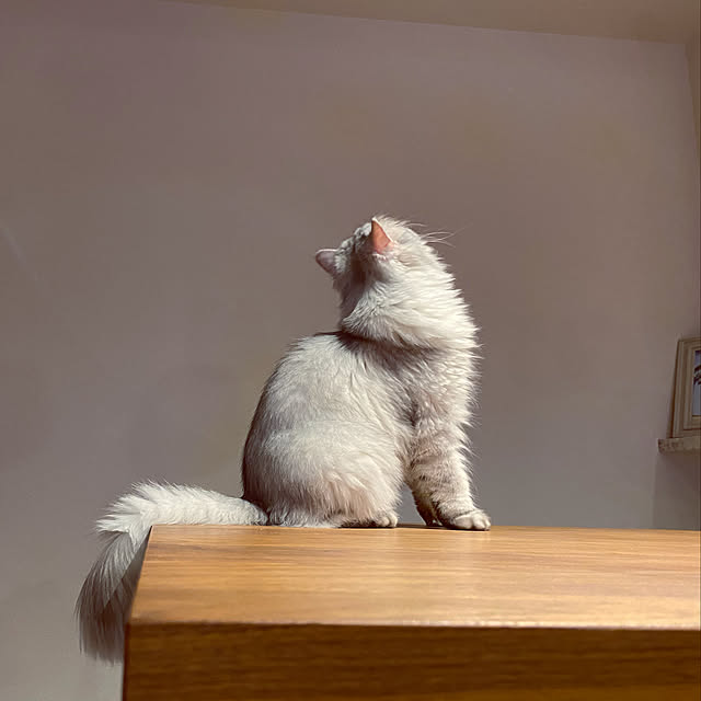 wataame.ameさんの実例写真