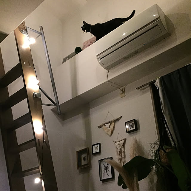 penyrainさんの実例写真