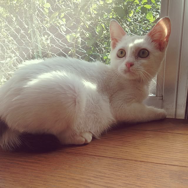 maskcatさんの実例写真