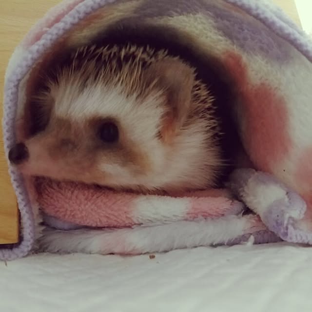 kuruさんの実例写真