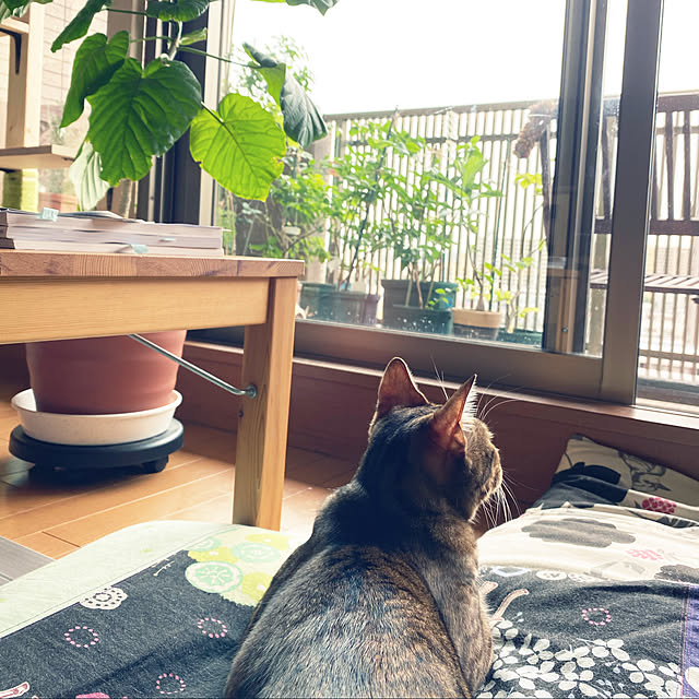 yuzuaoさんの実例写真