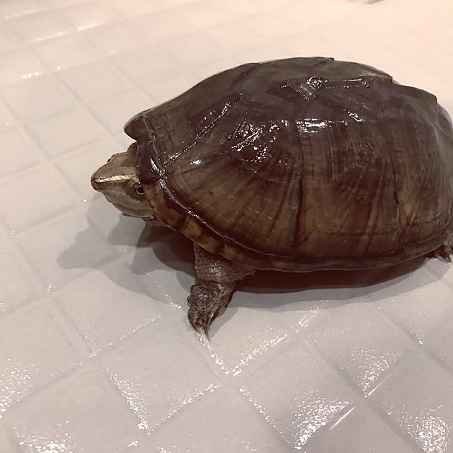 riakanaさんの実例写真