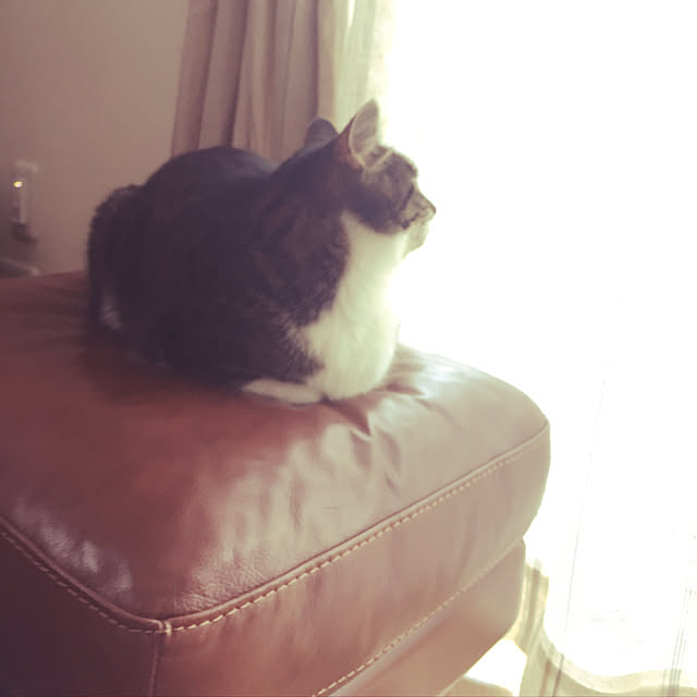 Boboさんの実例写真