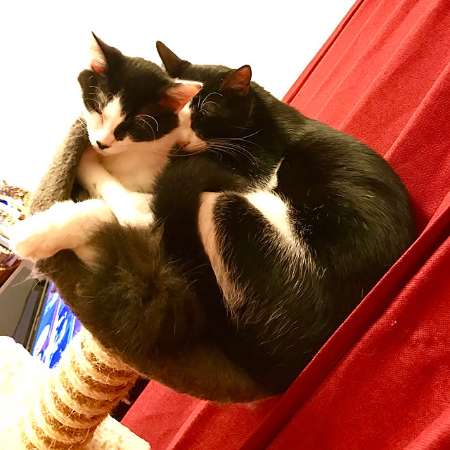 butachanさんの実例写真