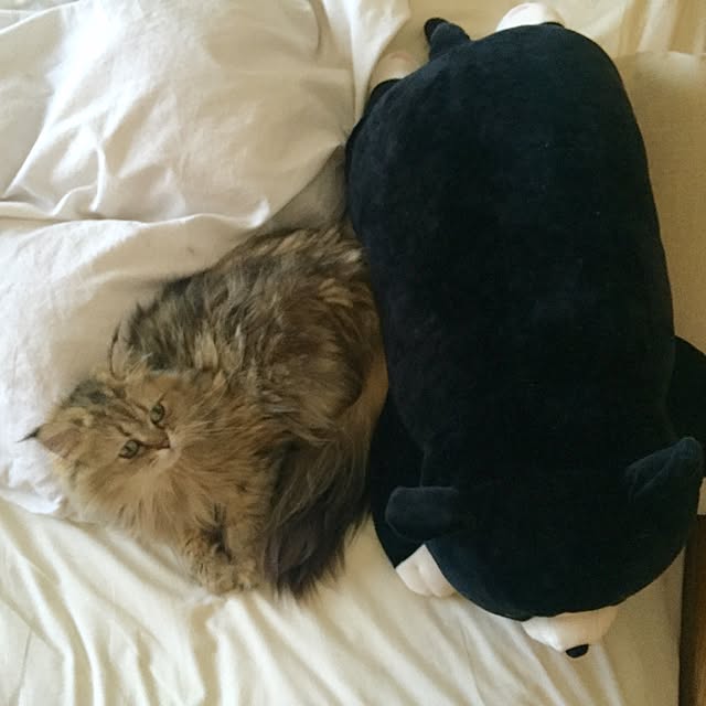 butachanさんの実例写真