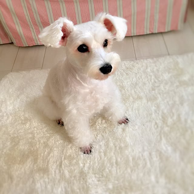 suzyさんの実例写真