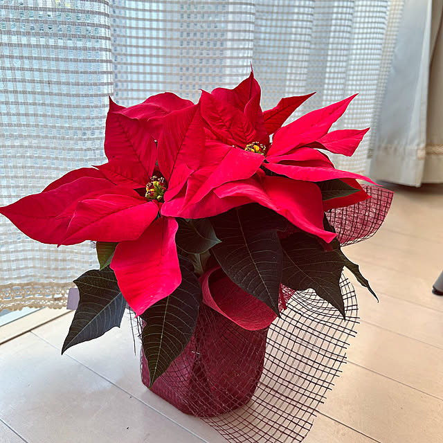 nekomiさんの部屋