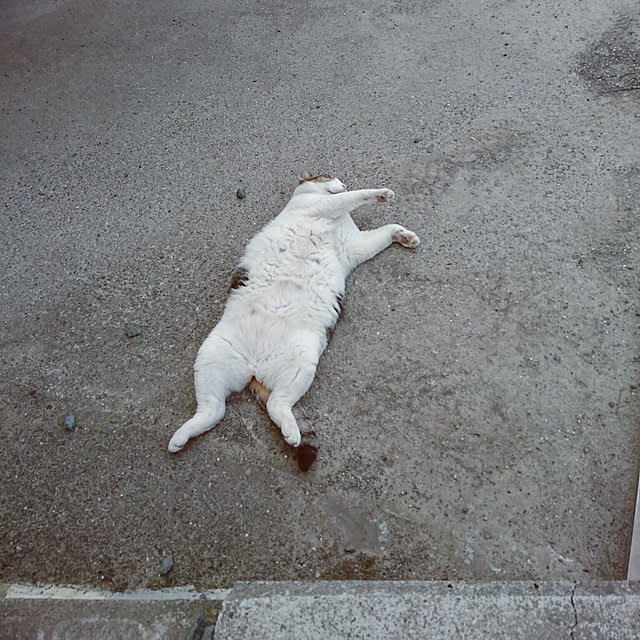 machikomamaさんの実例写真