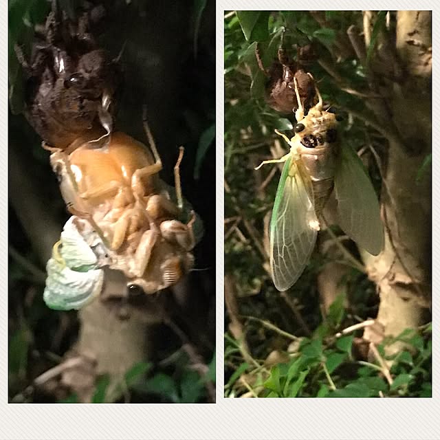 実例写真