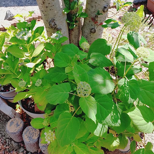 ameamekaasanさんの実例写真