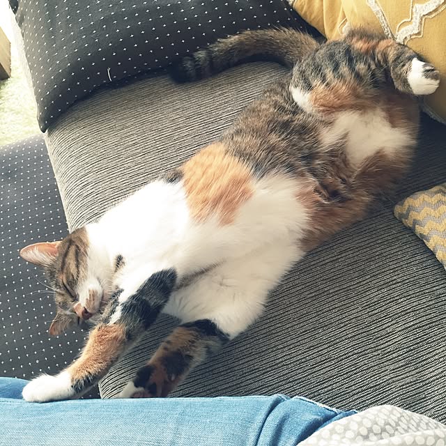 miyo419さんの実例写真