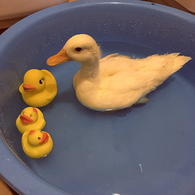 rby88さんの実例写真