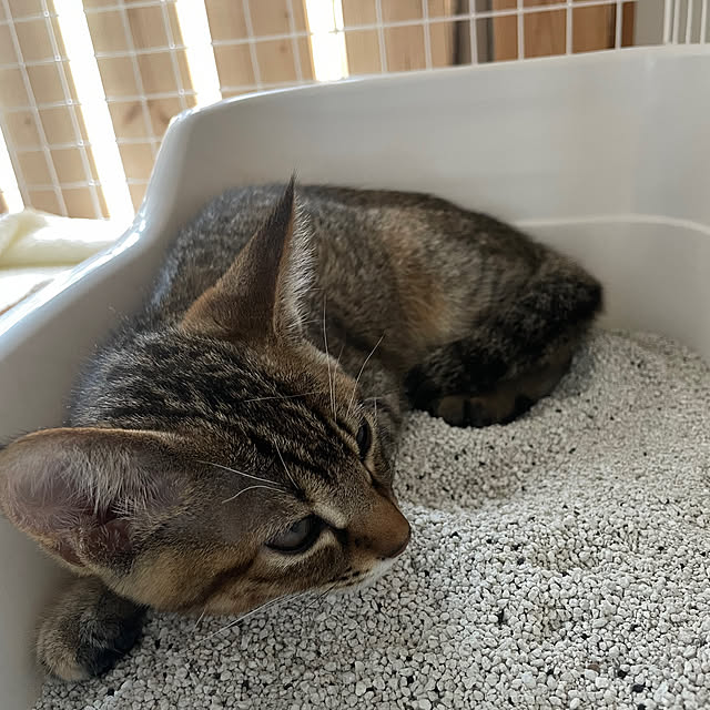 niko.mamさんの部屋