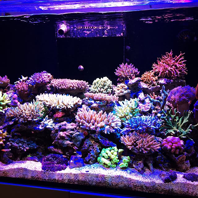 aquarium_seaさんの実例写真