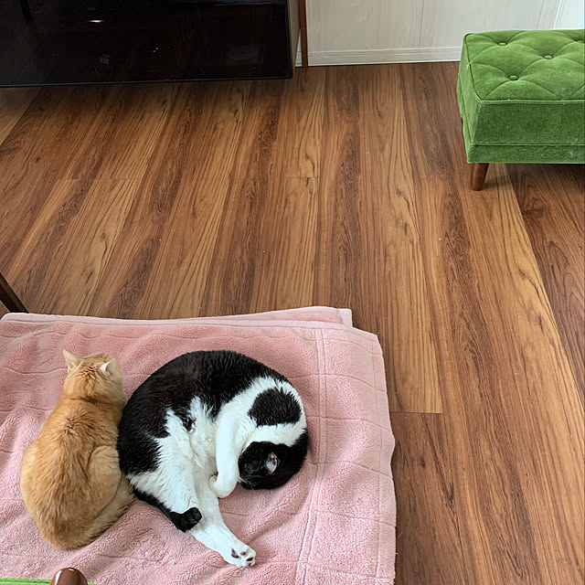 mikeume7さんの実例写真