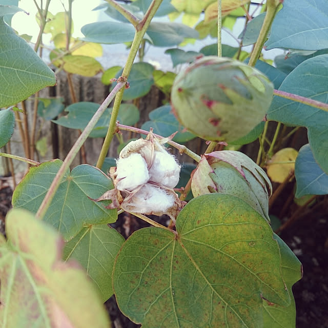 puthi.raion0719さんの実例写真