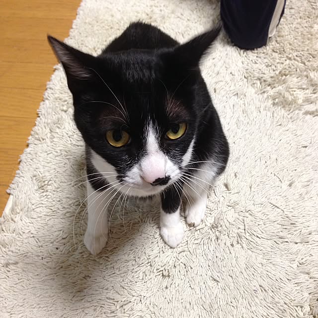 Kinanさんの実例写真