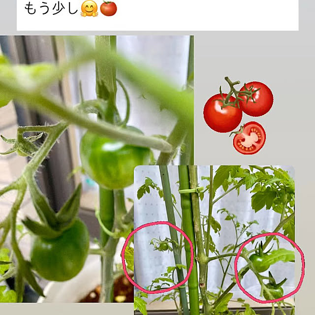 YuuKoさんの実例写真