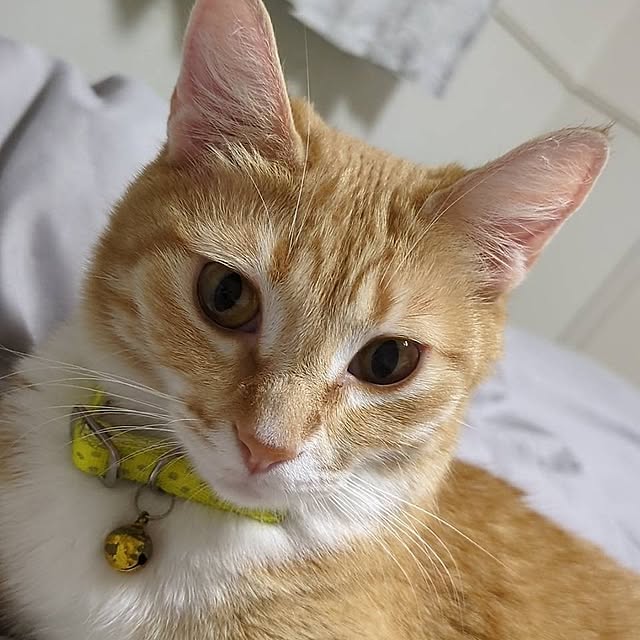minnieさんの実例写真
