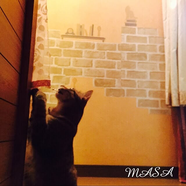 MASAさんの実例写真