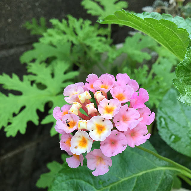 richanさんの実例写真