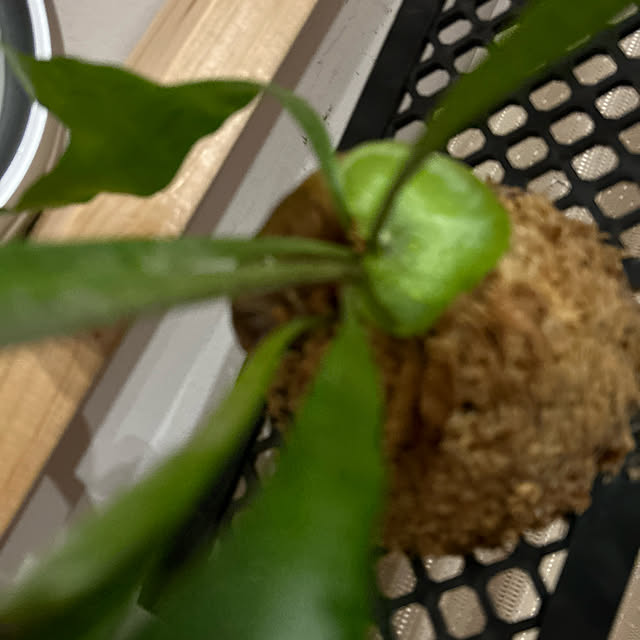 リビング/ビカクシダと暮らす/ビカクシダ板付け/ビカクシダ/植物のある生活...などのインテリア実例 - 2023-11-02 21:08:28