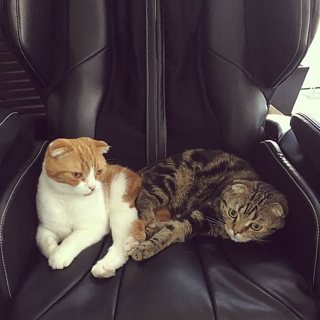 clovermamさんの実例写真