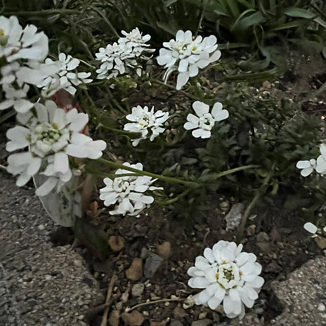 yuuumyさんの実例写真