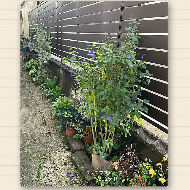 buchiさんの実例写真