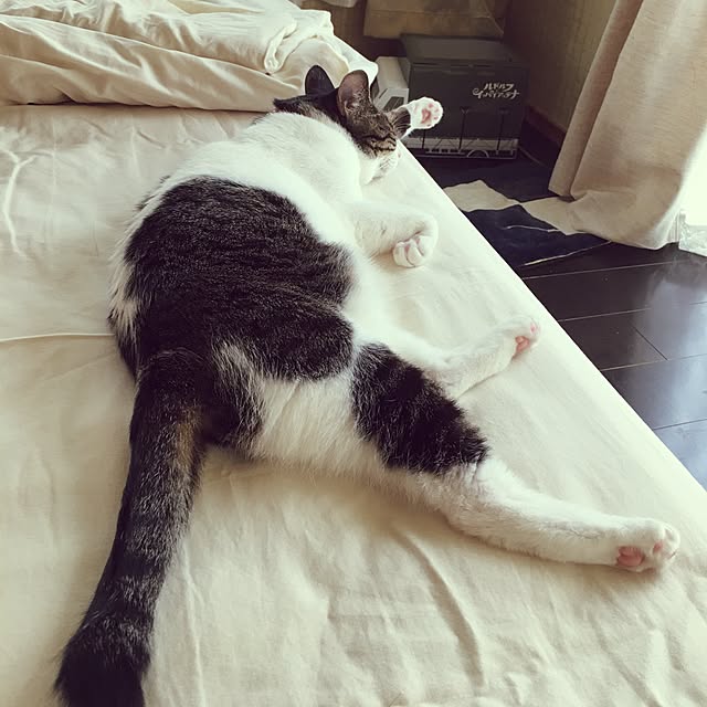 Shihoさんの実例写真