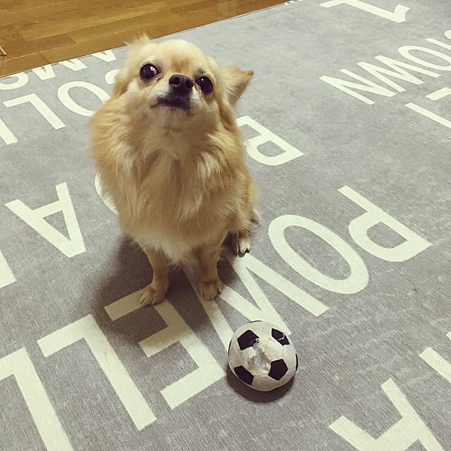 chi-koさんの実例写真