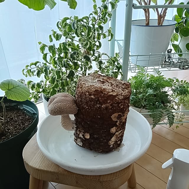 wanidaさんの実例写真