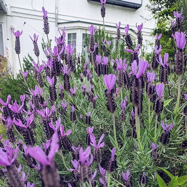 renrinmamaさんの実例写真