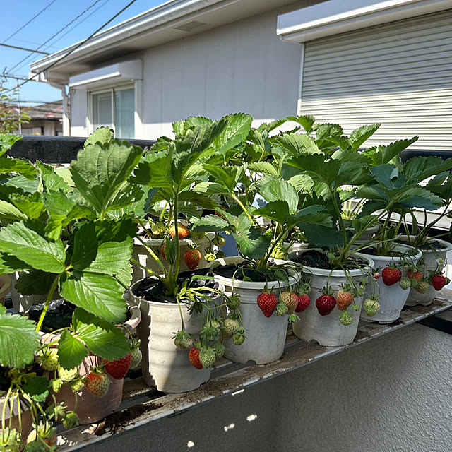 shunrikoさんの部屋
