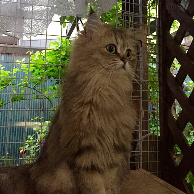 butachanさんの実例写真