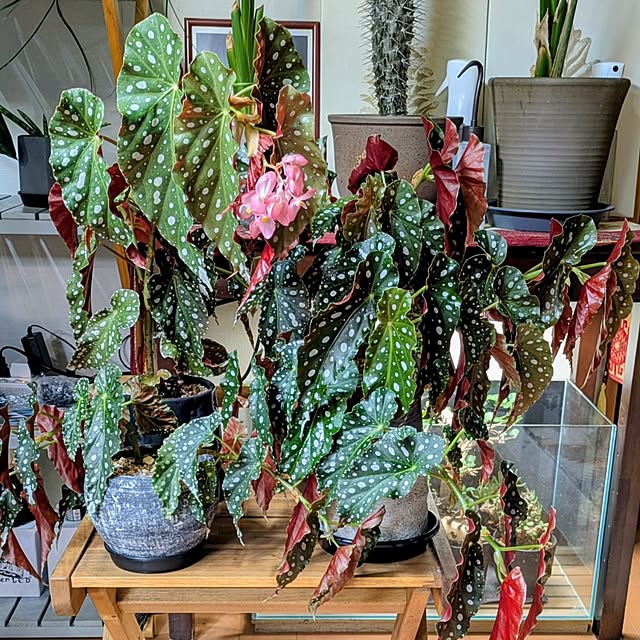 ot-gardenさんの部屋