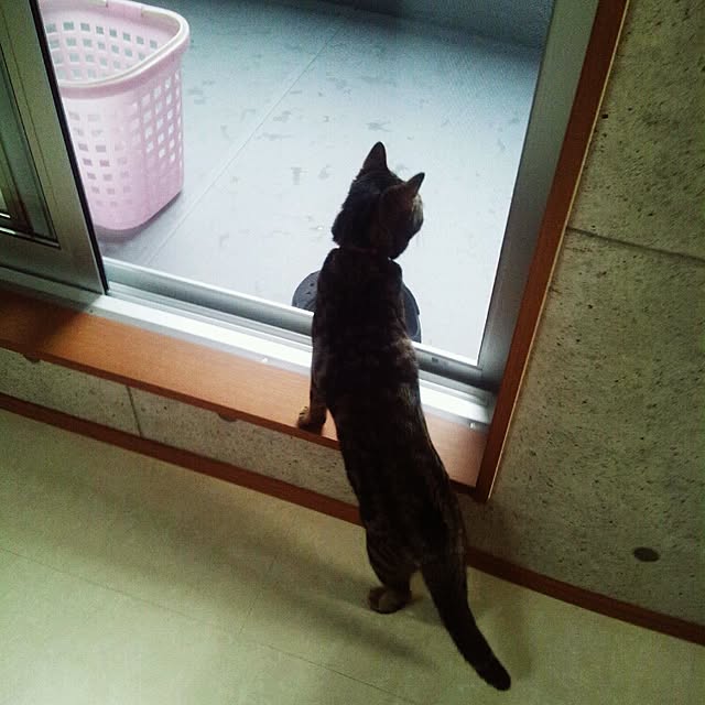 RIN5さんの実例写真