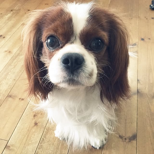 miyaさんの実例写真
