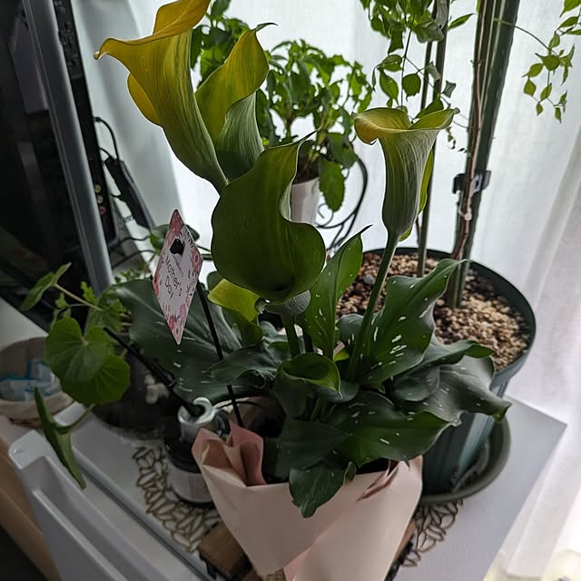 quanshanxia037さんの実例写真