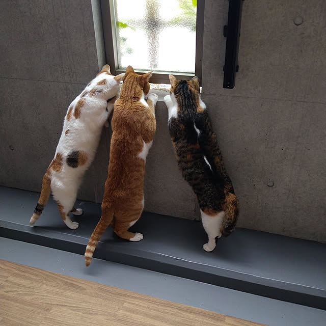 hiroさんの実例写真