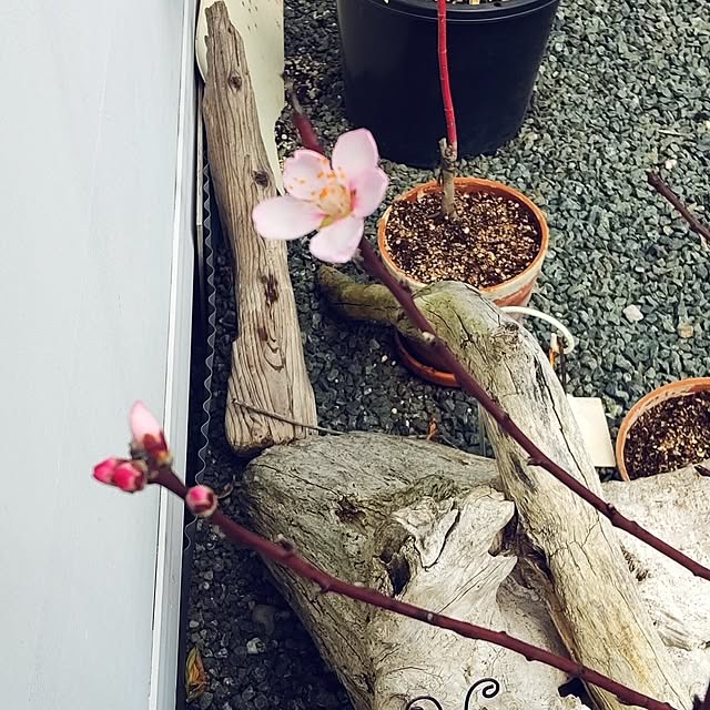 boston5757さんの実例写真