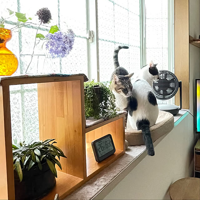 nobikoさんの部屋