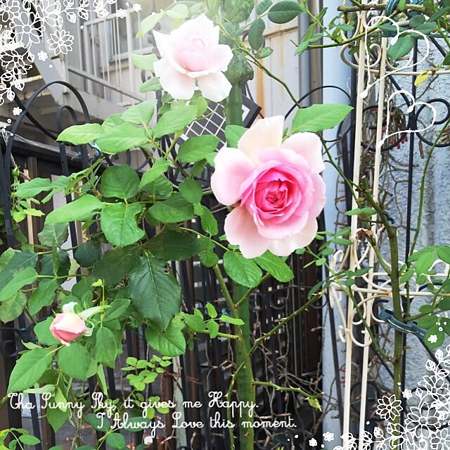 greenroseさんの実例写真