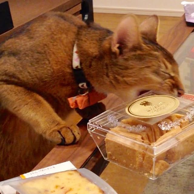 sakineko528さんの実例写真