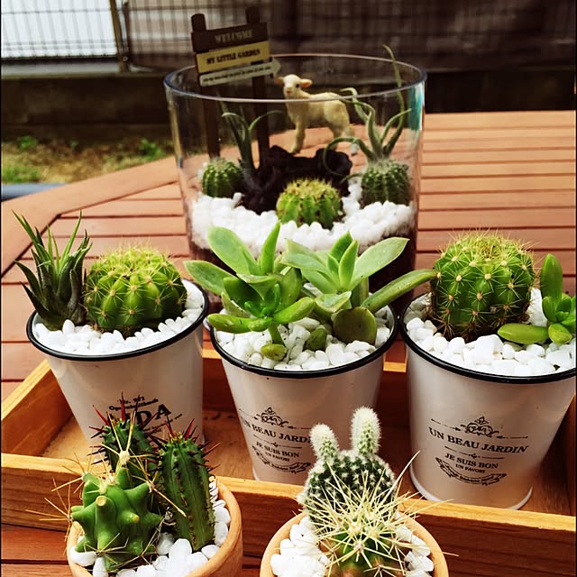玄関/入り口/多肉植物/観葉植物のインテリア実例 - 2015-05-03 08:43:47