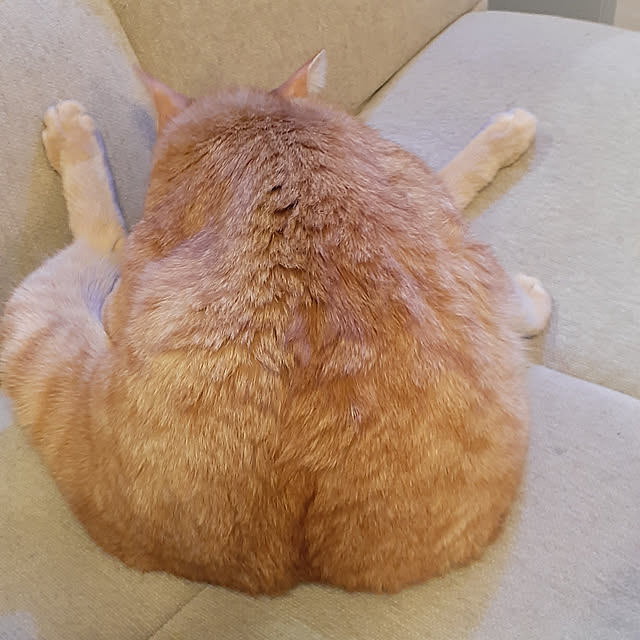 amtさんの実例写真