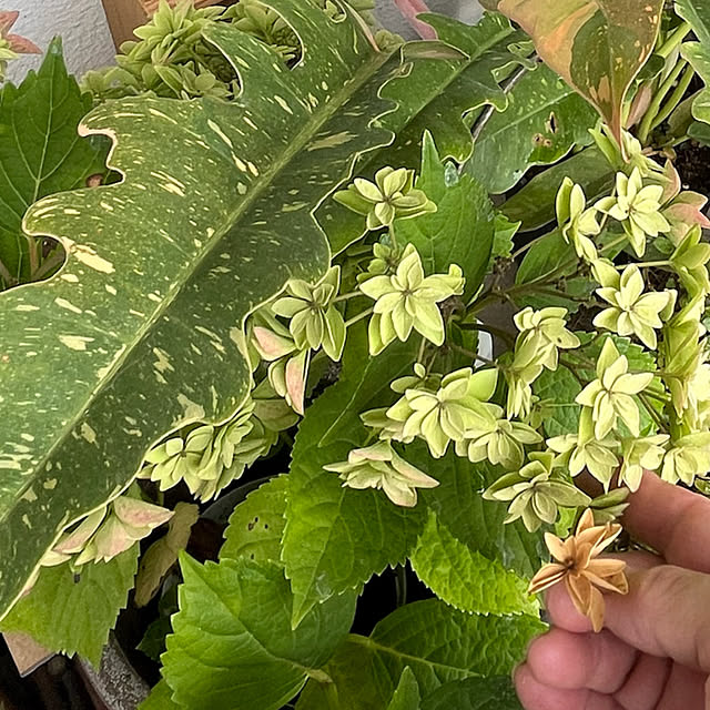 cotaさんの部屋