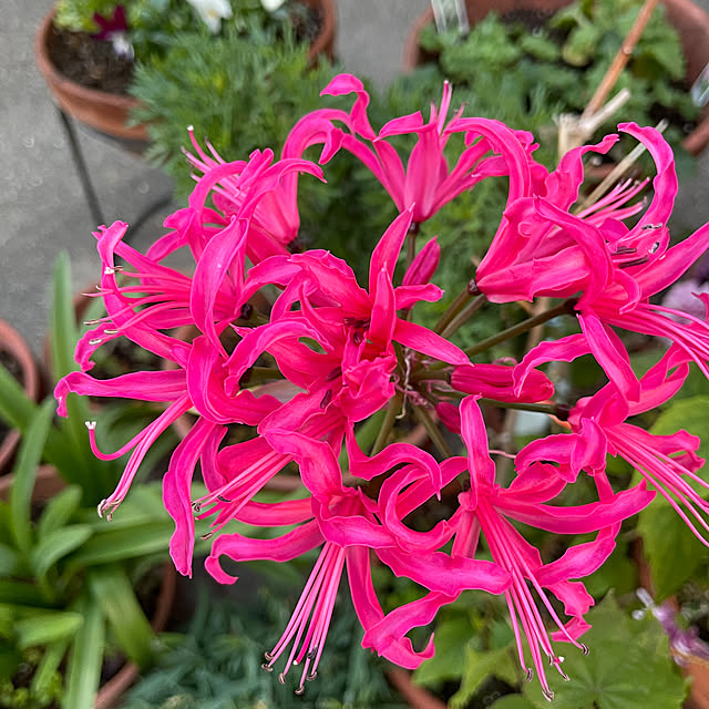 Andaluciaさんの部屋